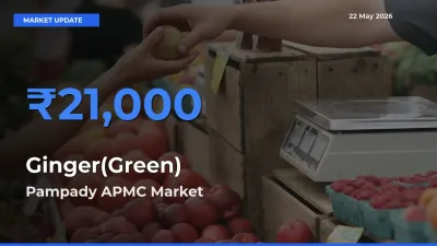 Pampady APMC Emerges as Top Mandi for Ginger(Green) Prices Today
