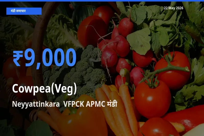 22 May अपडेट: लोबिया फली के सबसे ऊँचे दाम Neyyattinkara VFPCK APMC मंडी में