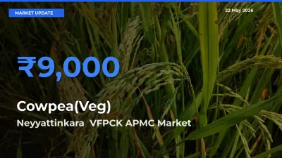 Cowpea(Veg) Mandi Rate Today: Neyyattinkara  VFPCK APMC Tops the List