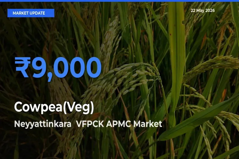 Cowpea(Veg) Mandi Rate Today: Neyyattinkara VFPCK APMC Tops the List