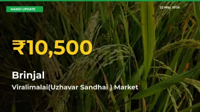 Big Jump in Brinjal Prices! Viralimalai(Uzhavar Sandhai ) Records New Peak Today