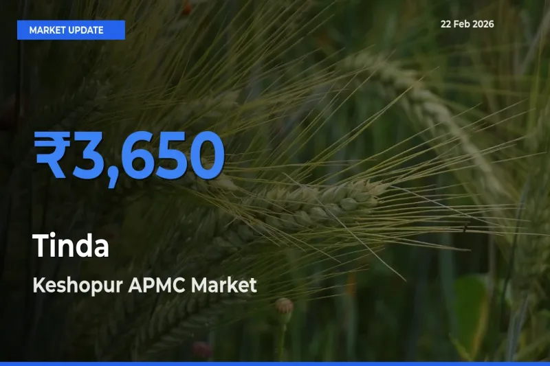 Keshopur APMC Records Highest ₹3,650 Rate for Tinda