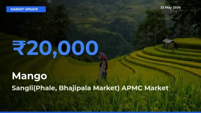 Mango Mandi Rate Today: Sangli(Phale, Bhajipala Market) APMC Tops the List