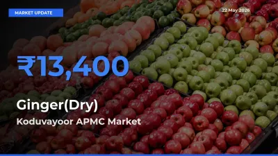 Market Watch: Koduvayoor APMC Becomes Top Mandi for Ginger(Dry)