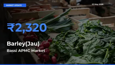 Bassi APMC Tops Barley(Jau) Rates – May 22 Market Update