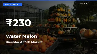 Water Melon Mandi Rate Today: 30-Day Low Recorded in Kicchha APMC
