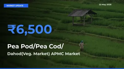 Top Performer! Dahod(Veg. Market) APMC Offers Best Pea Pod/Pea Cod/हरी मटर Price Today