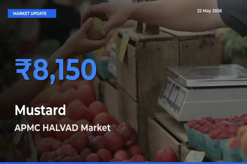 Top Performer! APMC HALVAD Offers Best Mustard Price Today