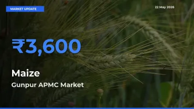 Gunpur APMC Leads as Top Mandi for Maize Prices