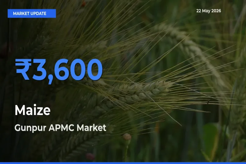 Gunpur APMC Leads as Top Mandi for Maize Prices