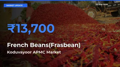Koduvayoor APMC Emerges as Top Mandi for French Beans(Frasbean) Prices Today