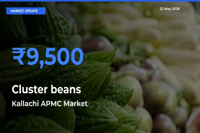 Market Watch: Kallachi APMC Becomes Top Mandi for Cluster beans