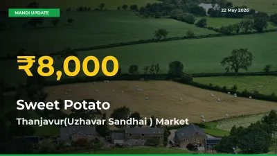 Sweet Potato Prices Soar to Record High in Thanjavur(Uzhavar Sandhai ) – Farmers Alert Today