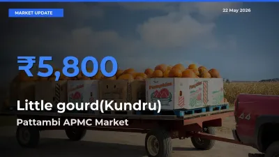 Pattambi APMC Offers ₹5,800 – Highest Little gourd(Kundru) Rate Today