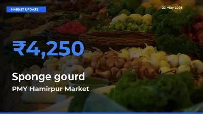Sponge gourd Mandi Rate Today: PMY Hamirpur Tops the List