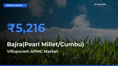Villupuram APMC Emerges as Top Mandi for Bajra(Pearl Millet/Cumbu) Prices Today