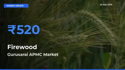 Top Performer! Gurusarai APMC Offers Best Firewood Price Today