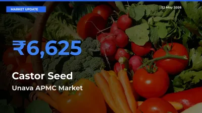 Unava APMC Emerges as Top Mandi for Castor Seed Prices Today