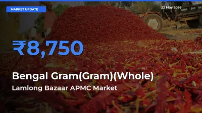 Bengal Gram(Gram)(Whole) Mandi Rate Today: Lamlong Bazaar APMC Tops the List