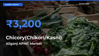 Chicory(Chikori/Kasni) Mandi Rate Today: Aliganj APMC Tops the List