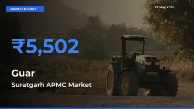 Farmers Prefer Suratgarh APMC as Guar Hits Highest Rate