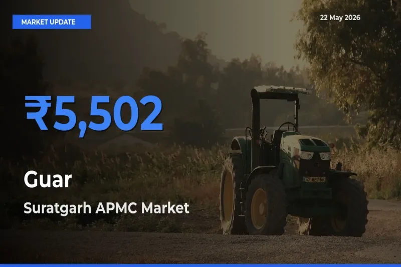Farmers Prefer Suratgarh APMC as Guar Hits Highest Rate