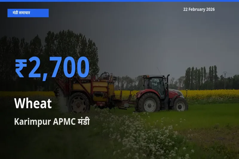 टॉप मंडी बना Karimpur APMC! Wheat के सबसे ऊँचे दाम यहीं दर्ज
