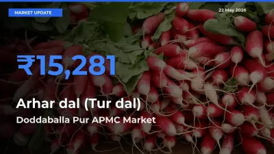 Doddaballa Pur APMC Records Highest ₹15,281 Rate for Arhar dal (Tur dal)