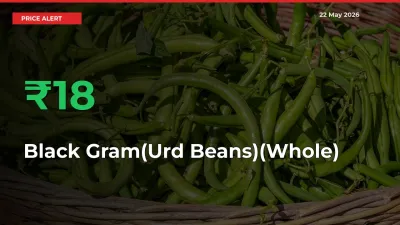 Why Black Gram(Urd Beans)(Whole) Prices Rose 18.07% in a Day at Mandis