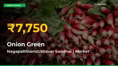 Onion Green Price Rally Continues – Nagapattinam(Uzhavar Sandhai ) Hits Fresh High Today