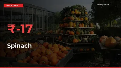 Spinach Prices Drop 16.77% in 24 Hours at Major Mandis