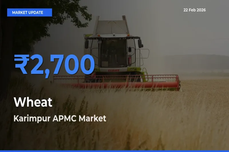 Top Performer! Karimpur APMC Offers Best Wheat Price Today