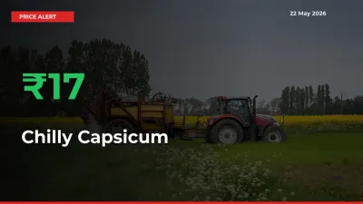 This Mandi Records 16.74% Jump in Chilly Capsicum Prices