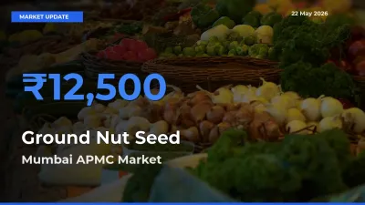 Farmers Prefer Mumbai APMC as Ground Nut Seed Hits Highest Rate