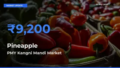 PMY Kangni Mandi Tops Pineapple Mandi Rates Today