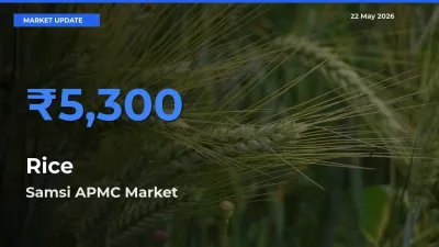 Samsi APMC Emerges as Top Mandi for Rice Prices Today