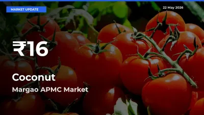 Coconut Prices Touch 30-Day Low in Margao APMC – May 22 Update