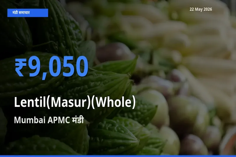 किसानों की पसंद बना Mumbai APMC, मसूर दाल (साबुत) के सबसे अच्छे दाम