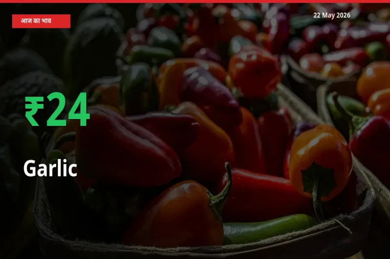 किसानों के लिए खुशखबरी! स्थानीय मंडी में लहसुन 24.01% उछला