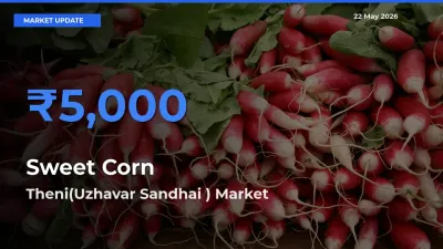 Theni(Uzhavar Sandhai ) Tops Sweet Corn  Mandi Rates Today