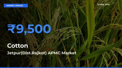 Cotton Mandi Rate Today: Jetpur(Dist.Rajkot) APMC Tops the List