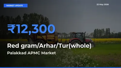 Palakkad APMC Records Highest ₹12,300 Rate for Red gram/Arhar/Tur(whole)