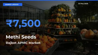 Rajkot APMC Tops Methi Seeds Mandi Rates Today