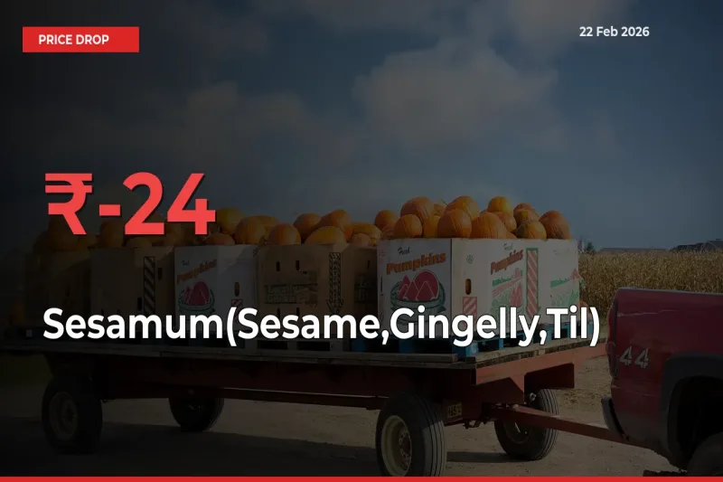 Sharp Fall! Sesamum(Sesame,Gingelly,Til) Prices Plunge 24.1% in a Day at Key Mandis