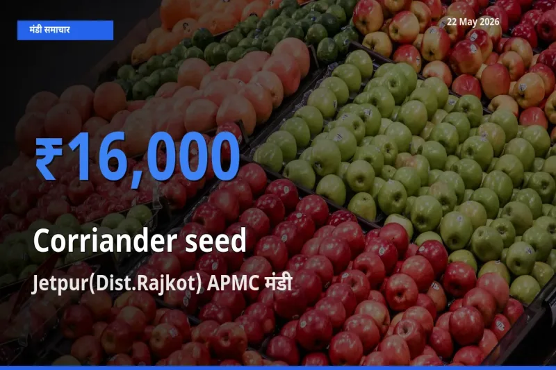 आज साबुत धनिया के सबसे ऊँचे दाम ₹16,000 Jetpur(Dist.Rajkot) APMC मंडी में