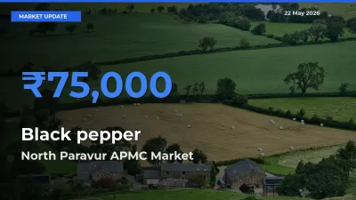 North Paravur APMC Records Highest ₹75,000 Rate for Black pepper