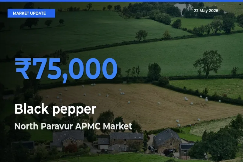 North Paravur APMC Records Highest ₹75,000 Rate for Black pepper