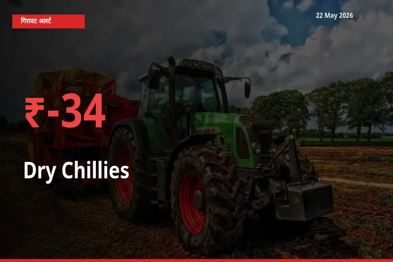 22 May अपडेट: सूखी लाल मिर्च के दाम मंडी में 34.24% गिरे