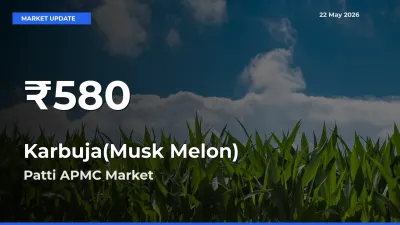 Big Drop! Karbuja(Musk Melon) Slides to 30-Day Low at Patti APMC