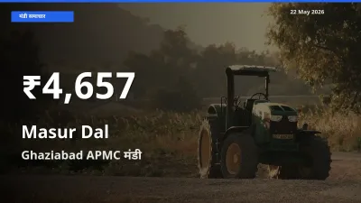 किसानों के लिए चिंता का विषय? मसूर दाल के दाम Ghaziabad APMC में 30 दिन के न्यूनतम स्तर पर